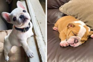 🥰French Bulldog's Funny And Cute Actions make Your Heart Flutter🐶|Cutest Puppies