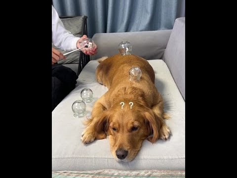 Funniest Reactions of Golden Retriever 😂 Funny Animals Videos