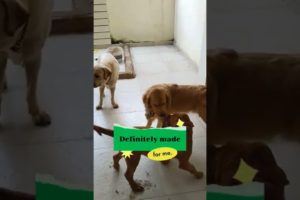 Funniest & Cutest Puppies Playing #shorts #puppyshort #puppylove #ytshorts #puppylove #puppytraining