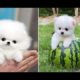 Funniest and Cutest Puppies Videos😂😂😂 So Sweet😍😍 Compilation #13