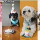 Funniest cute dogs Videos Ever 2022 - 2023 !! Best compilation of cute puppies!!!