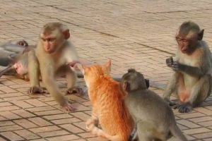 Funny Animal Fights | Dog vs Monkey | Funny Videos