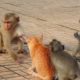 Funny Animal Fights | Dog vs Monkey | Funny Videos