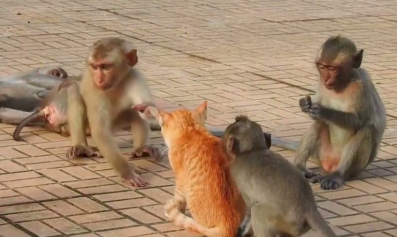 Funny Animal Fights | Dog vs Monkey | Funny Videos