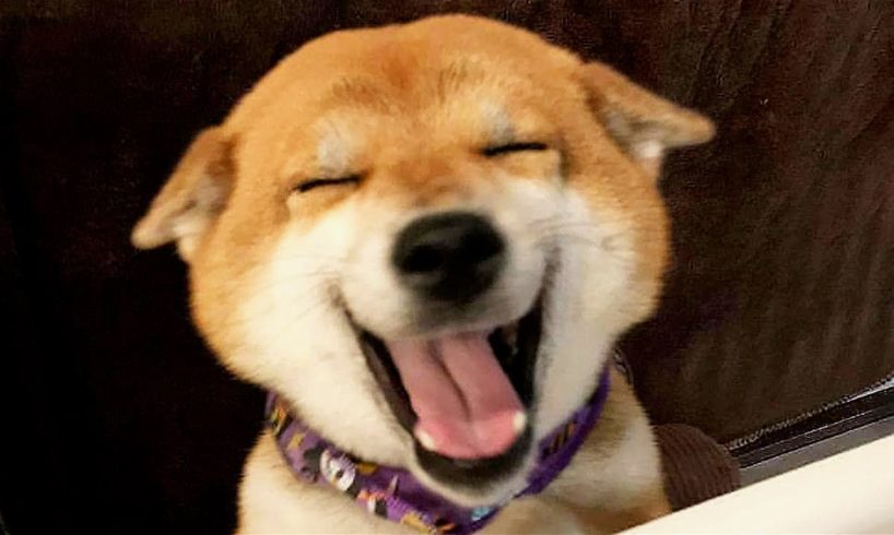 Funny Animals 😂 Funny Cats / Dogs - Funny animal videos 😺