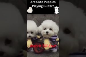 😺😀Funny Animals videos __2022|😺😇Cute Puppies |🧡😂Are Cute Puppies Playing Guitar?| 🧡😂#shorts