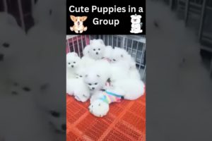 😺😀Funny Animals videos __2022|😺😇Cute Puppies Video 2022|🧡😂Cute Puppies in a Group| 🧡😂#shorts #viral