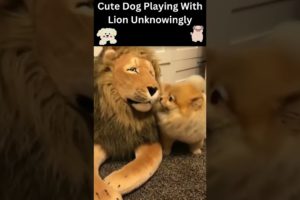 😀Funny Animals videos __2022|😇Cute Puppy |🧡😂Cute Dog Playing With Lion Unknowingly|🧡😂#shorts #viral