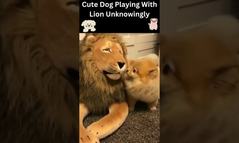😀Funny Animals videos __2022|😇Cute Puppy |🧡😂Cute Dog Playing With Lion Unknowingly|🧡😂#shorts #viral