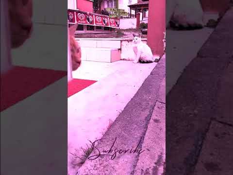 Funny Dogs   Baby Cats  Cute and Funny CATS Videos Compilation  #shorts #short
