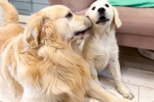 Funny Golden Retriever Bailey and Cute Puppy Mia