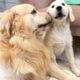 Funny Golden Retriever Bailey and Cute Puppy Mia