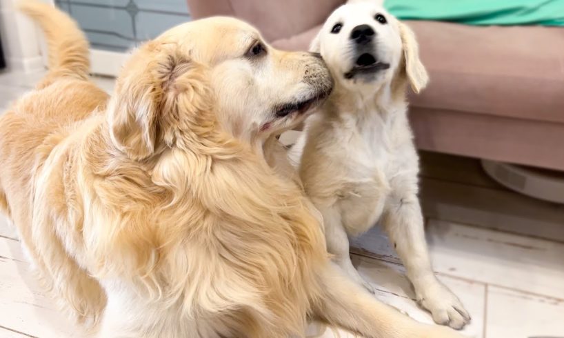 Funny Golden Retriever Bailey and Cute Puppy Mia