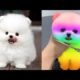 Funny and Cute Pomeranian Videos #1|Cutest Puppies