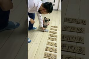 😆😆 Funny and Cute Pug Puppies #Funny puppy #Pug #ลูกสุนัขตลก #Shorts #103