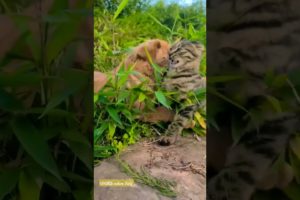 Funny animal 😹🤣#funny #cute #cutebaby #puppy