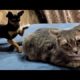 Funny animal videos - Funny cats / dogs - Funny animals 245