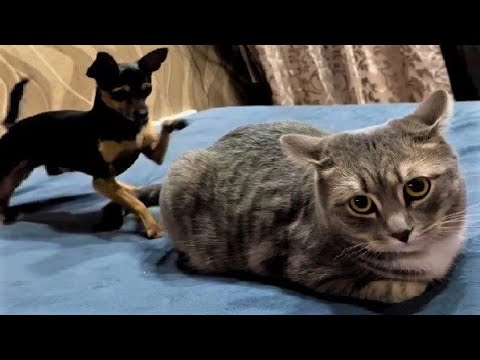 Funny animal videos - Funny cats / dogs - Funny animals 245