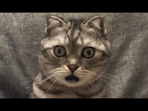 Funny animals - Funny cats / dogs - Funny animal videos 248