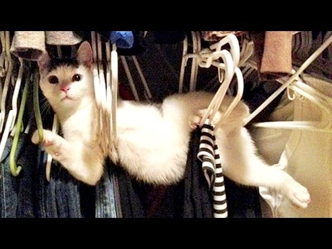 Funny animals can always make you laugh and cheer you up - Funny animal compilation