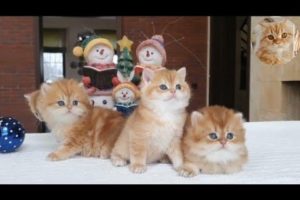 Funny animals : cute♥️cats😺 and funny 😂 cat 😺 vedio 2022💥parte 7
