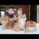 Funny animals : cute♥️cats😺 and funny 😂 cat 😺 vedio 2022💥parte 7