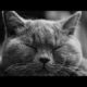 Funny cat playing kitty meowing Compilation Cutie Cat|😺🐱 #animals