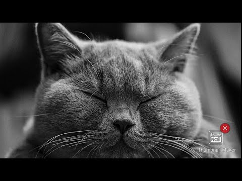 Funny cat playing kitty meowing Compilation Cutie Cat|😺🐱 #animals