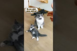 Funny cats are playing 😂#shorts #youtubeshorts #cats #dogs #funnycats #pets #animals