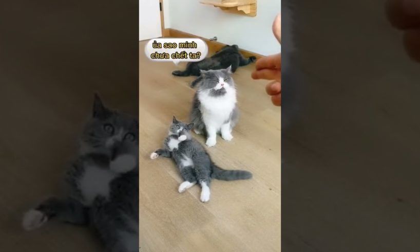 Funny cats are playing 😂#shorts #youtubeshorts #cats #dogs #funnycats #pets #animals