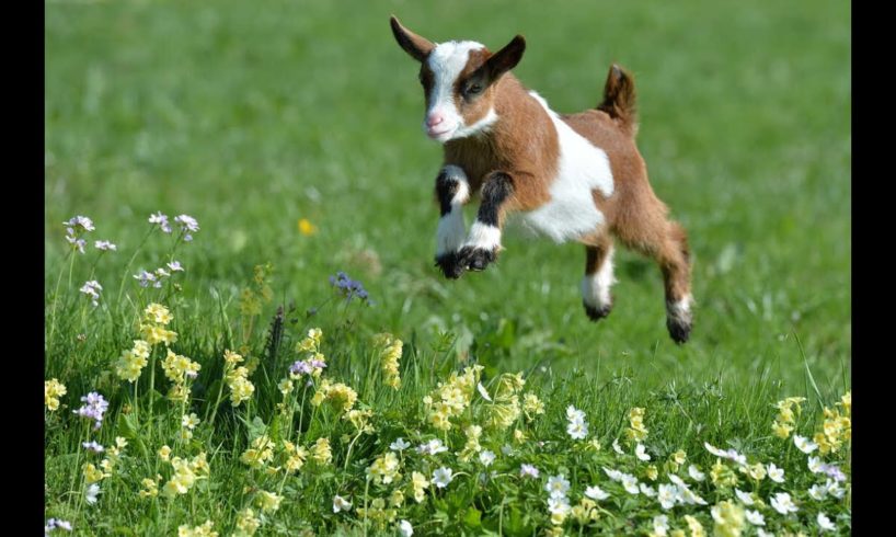 GOATS .dogs . cats . ducks &SHEEP are the FUNNIEST ANIMALS