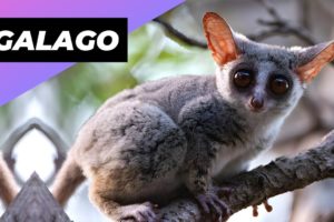 Galago 🐻 One Of The Cutest And Exotic Animals In The World #shorts