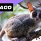 Galago 🐻 One Of The Cutest And Exotic Animals In The World #shorts