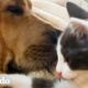 Gatita adoptiva más tambaleante se enamora de un perro de 1 año | Pequeño y Valiente | El Dodo