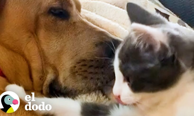 Gatita adoptiva más tambaleante se enamora de un perro de 1 año | Pequeño y Valiente | El Dodo