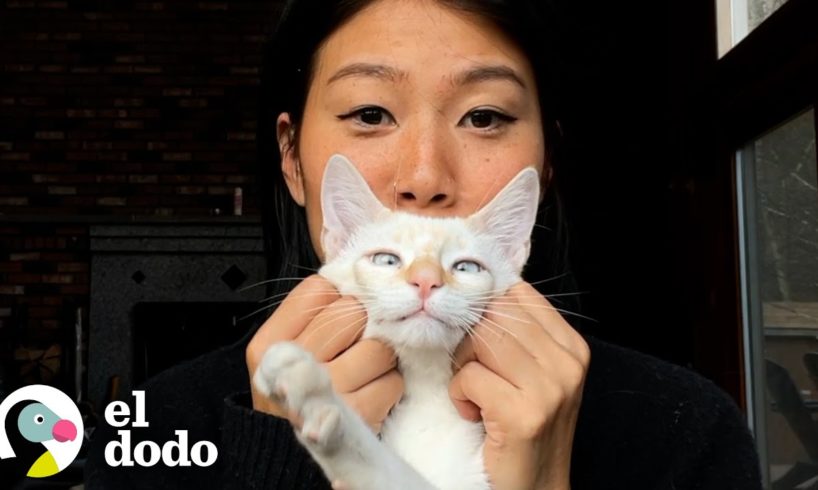Gatita diminuta se acerca a una mujer en México | Almas Gemelas | El Dodo