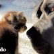 Gatito de media libra toma siestas debajo de un perro de 130 libras | El Dodo