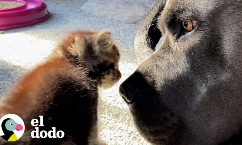 Gatito de media libra toma siestas debajo de un perro de 130 libras | El Dodo