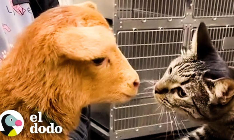Gato busca en cada jaula del veterinario para acariciar a los otros animales | El Dodo