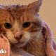 Gato callejero se baña por primera vez después de años en la calle | El Dodo
