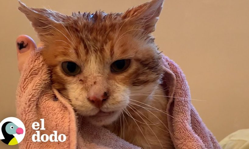 Gato callejero se baña por primera vez después de años en la calle | El Dodo