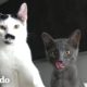 Gato le sisea a su gatita hermana hasta que... | El Dodo