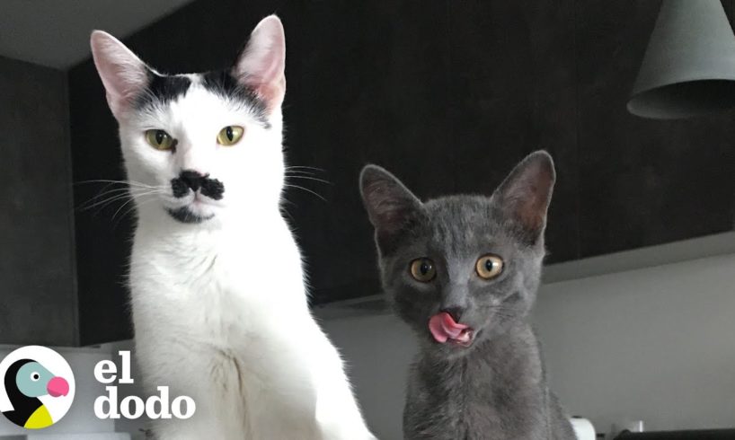 Gato le sisea a su gatita hermana hasta que... | El Dodo