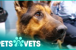 German Shepherd Guard Dogs Left To Starve | Animal Rescue | Pets & Vets