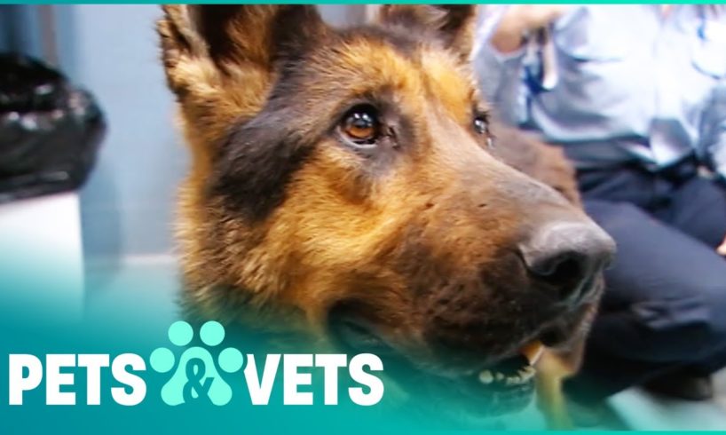 German Shepherd Guard Dogs Left To Starve | Animal Rescue | Pets & Vets