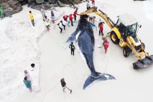 Giant Whale Strand and Was Fortunately Rescued By Humans - Animal Rescue | Rescue Stories