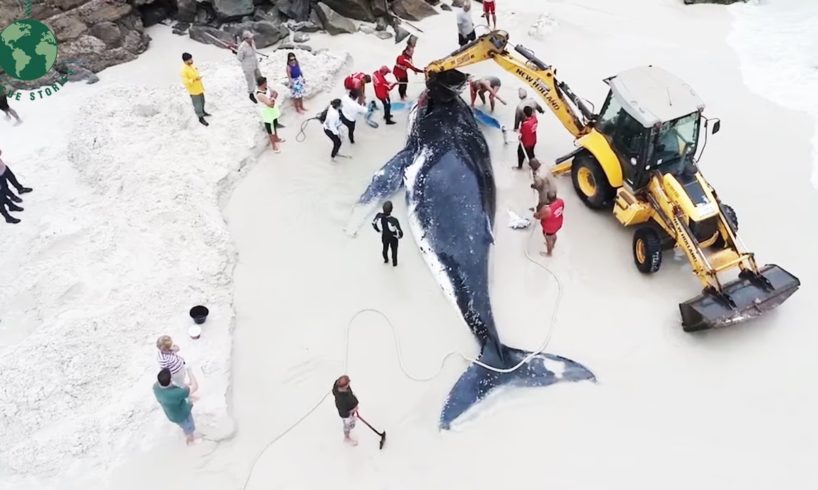 Giant Whale Strand and Was Fortunately Rescued By Humans - Animal Rescue | Rescue Stories