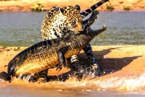 Greatest fights in the animal kingdom#wildanimals #animalsfightingcompilation