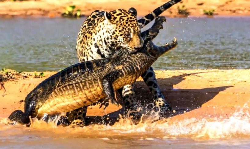 Greatest fights in the animal kingdom#wildanimals #animalsfightingcompilation