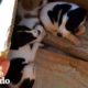 Guy Finds Three Adorable Puppies Abandoned In A Box | The Dodo